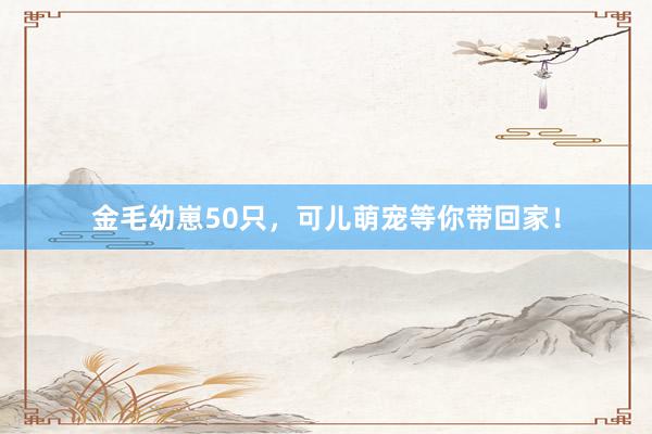金毛幼崽50只，可儿萌宠等你带回家！