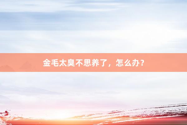 金毛太臭不思养了，怎么办？